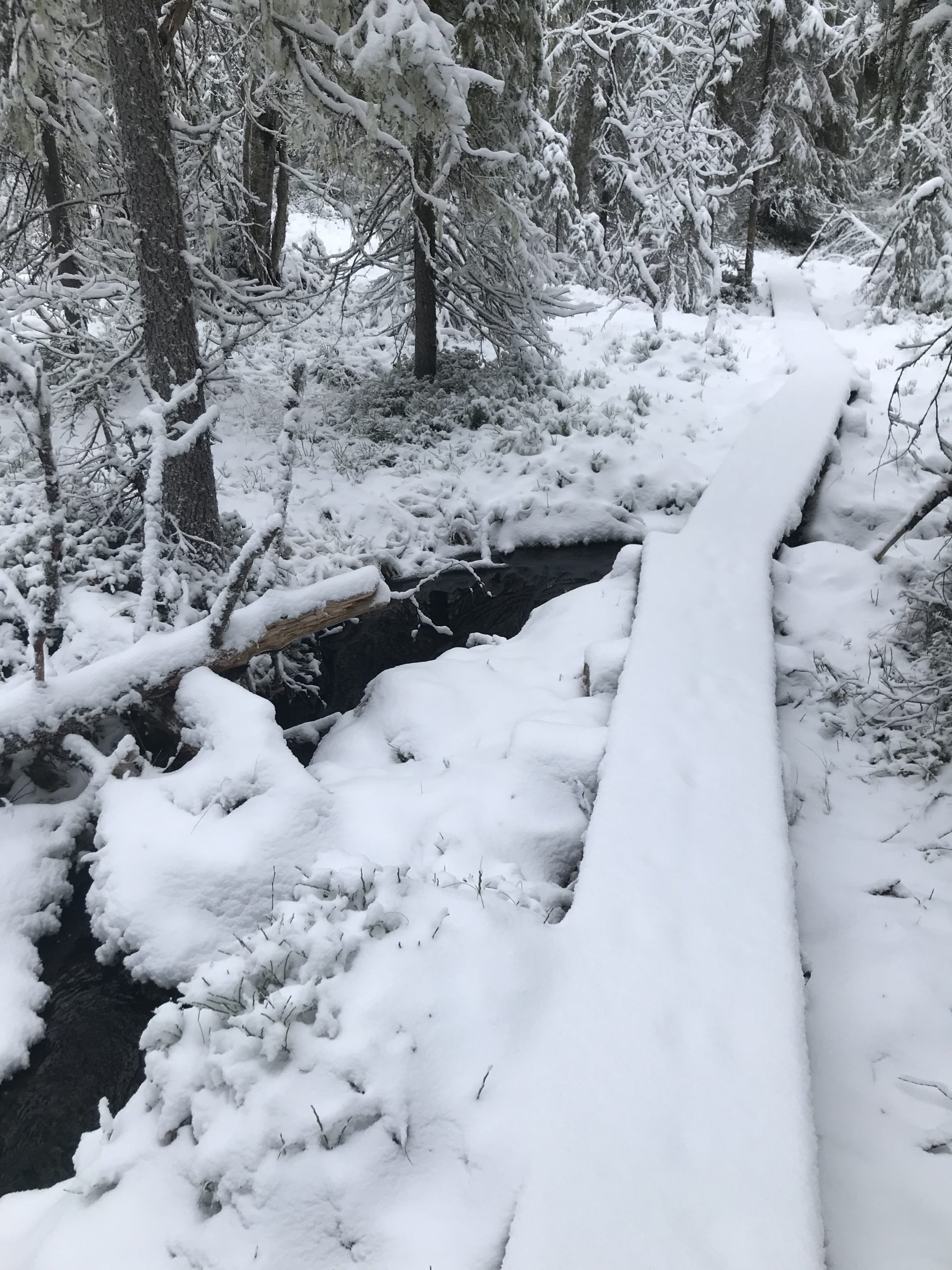 Suomen metsätalous elää menneisyydestä | Uusi Suomi Puheenvuoro